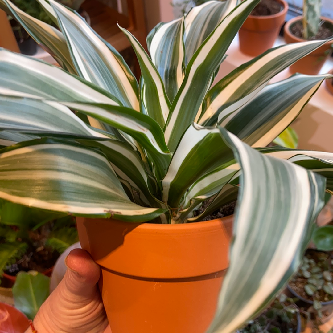 Dracaena