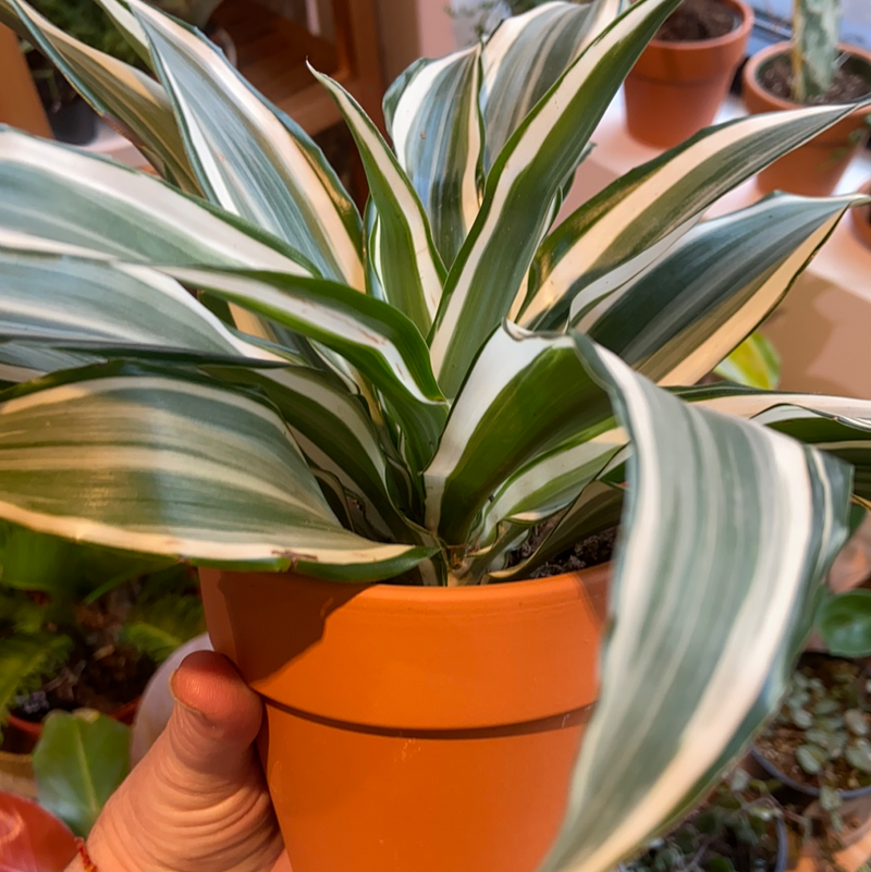 Dracaena White Bird-warneckii