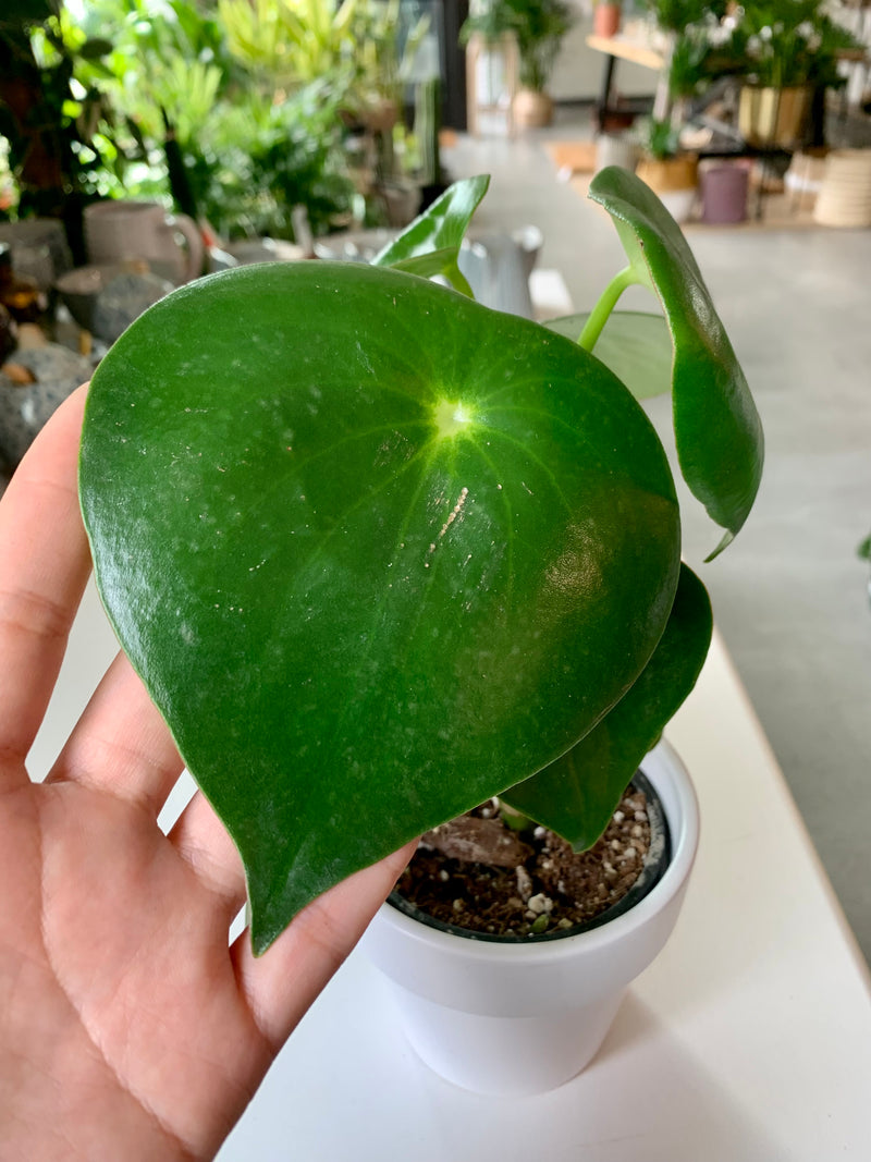 Peperomia Raindrop