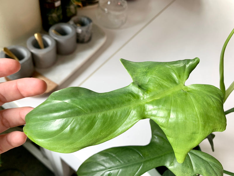 Philodendron Bipennifolium