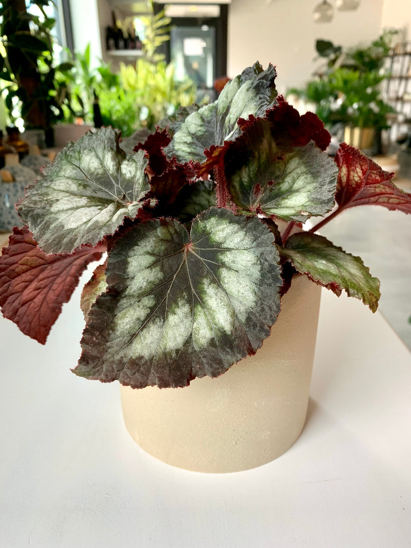 Begonia Rex Dips Tuxedo