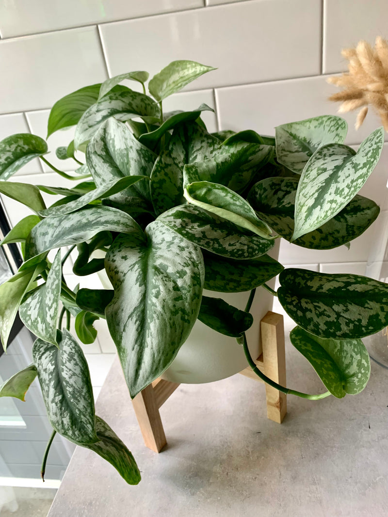 Scindapsus Pictus Exotica- Pothos Satin