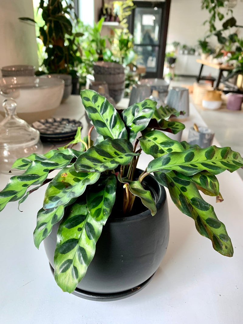 Calathea Lancifolia (Rattlesnake)