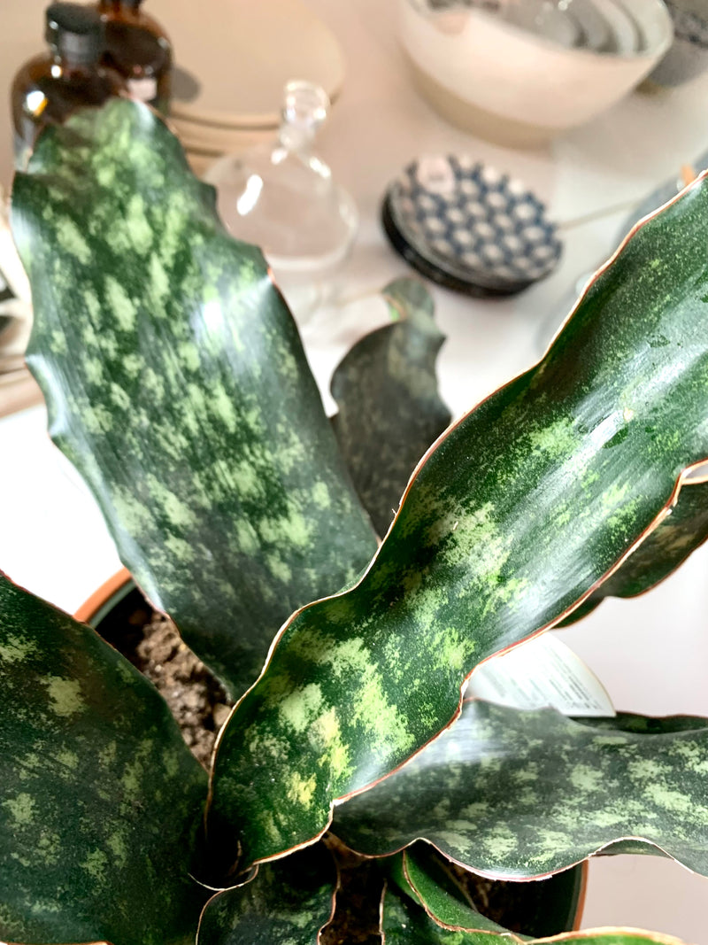 Sansevieria Kirki