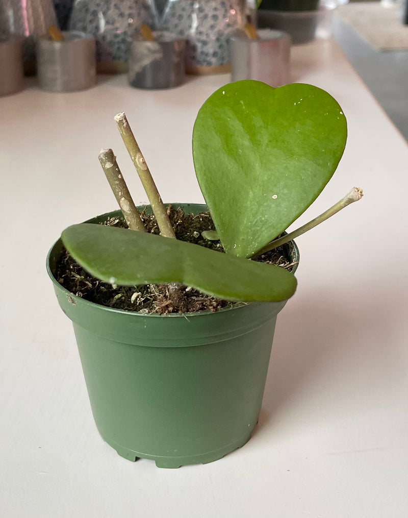 Hoya Kerri | Varigated