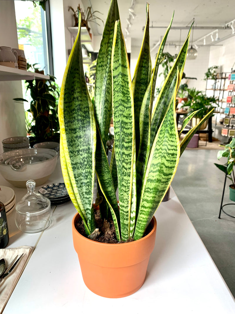 Sansevieria Laurentii