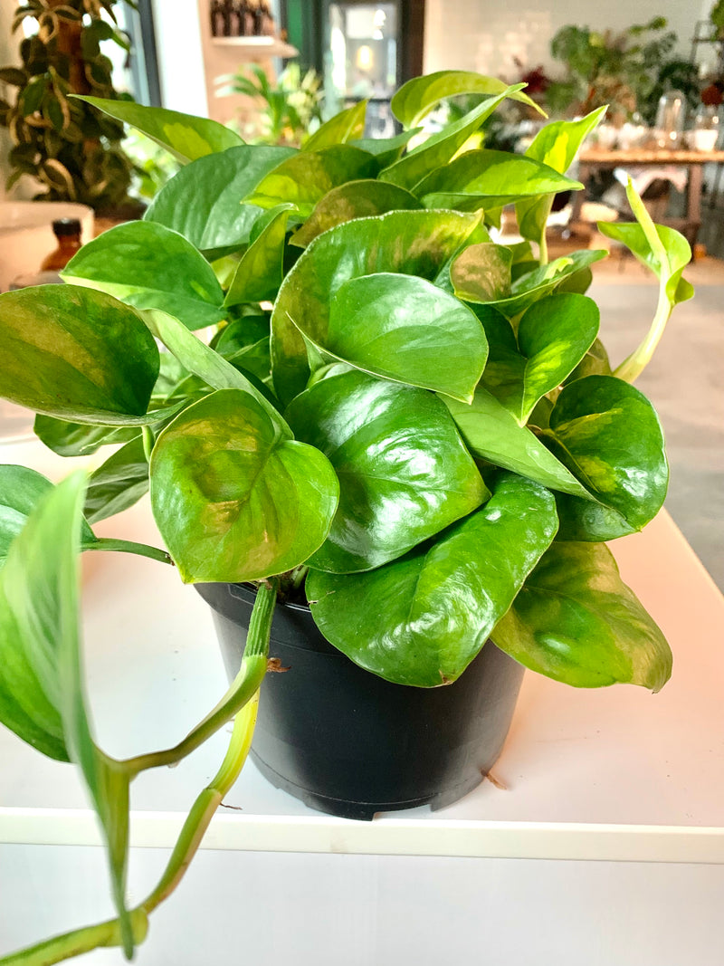 Pothos Global Green