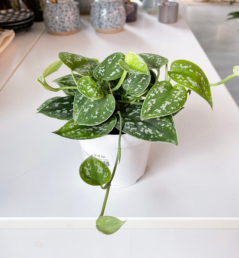 Scindapsus pictus Argyraeus - Pothos Satin