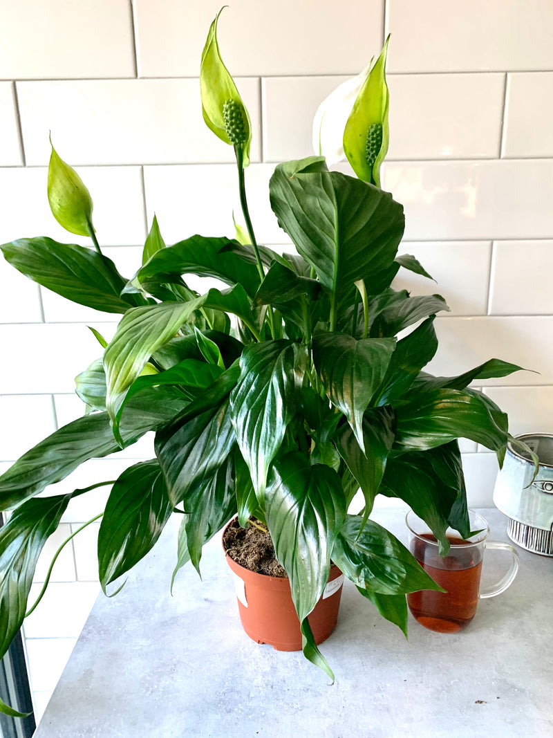 Spathiphyllum (Peace Lily)