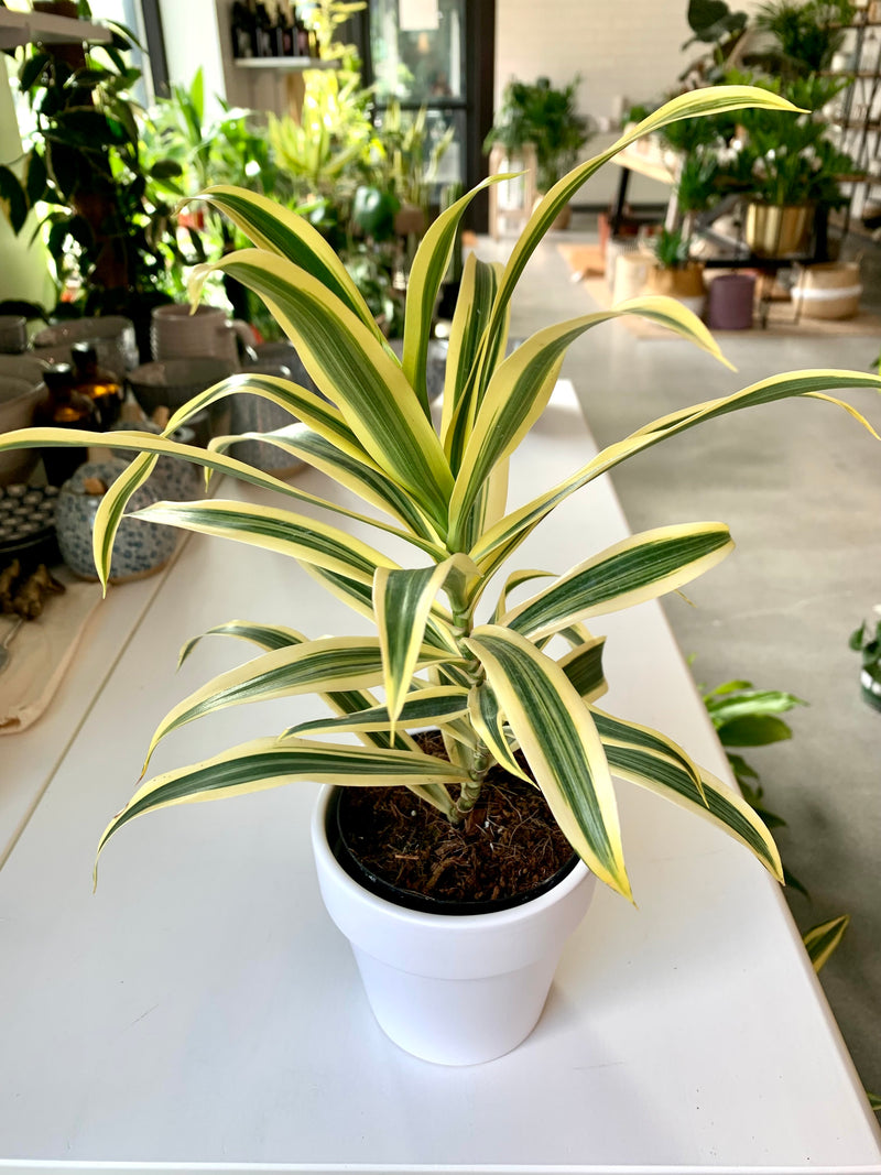 Dracaena Song of India