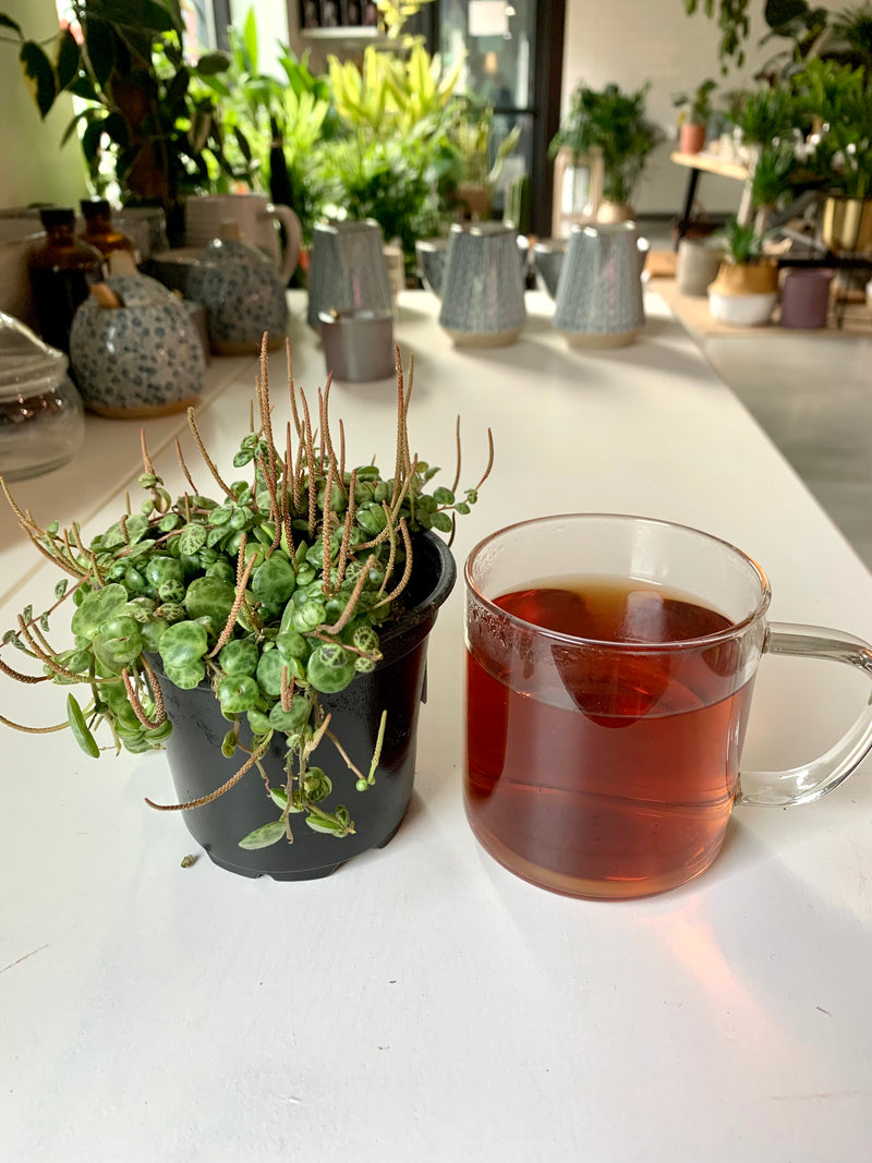 Peperomia Prostata - String of Turtles