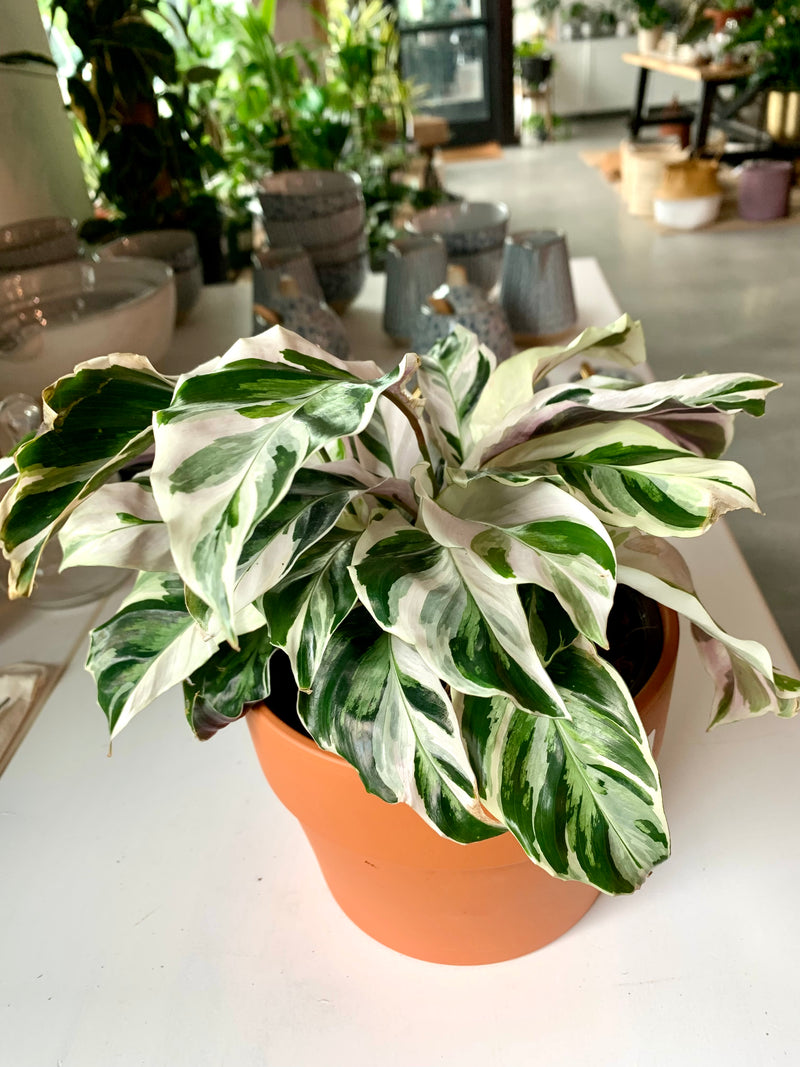 Calathea White Fusion