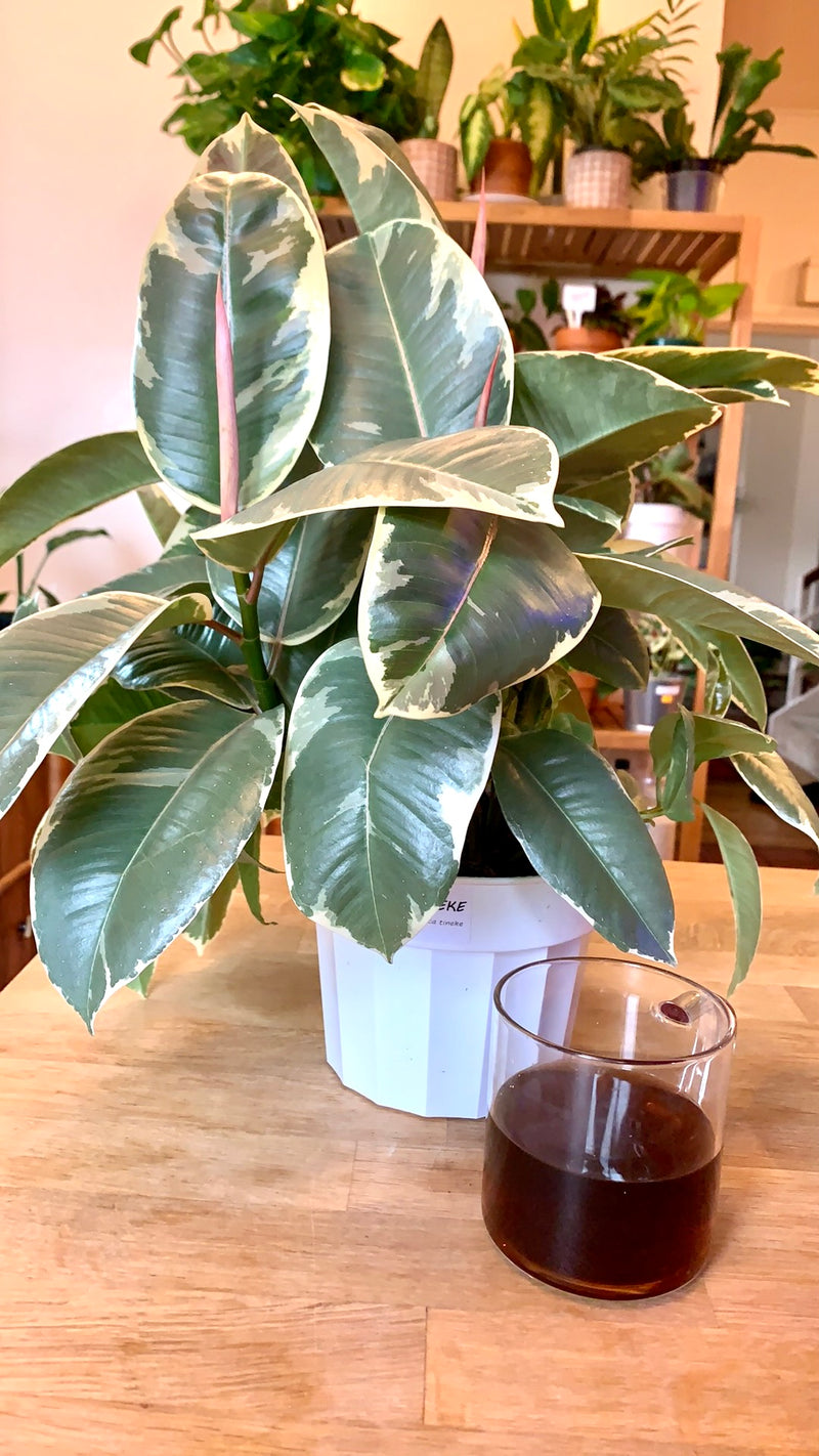 Ficus Elastica Tineke