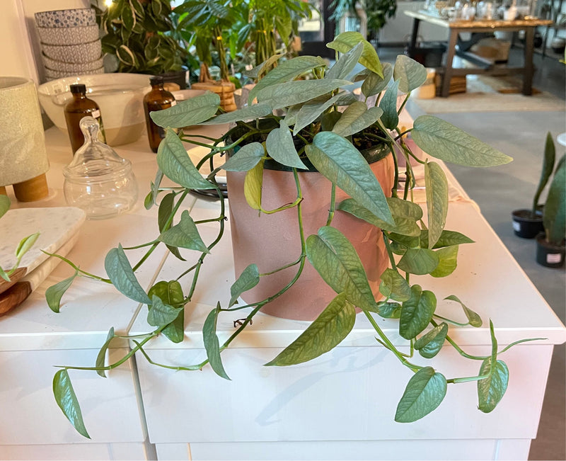 Pothos Cebu Blue - Epipremnum Pinnatum