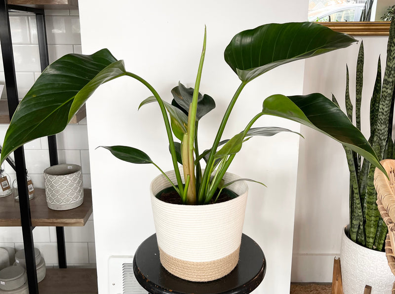 Philodendron Congo Green