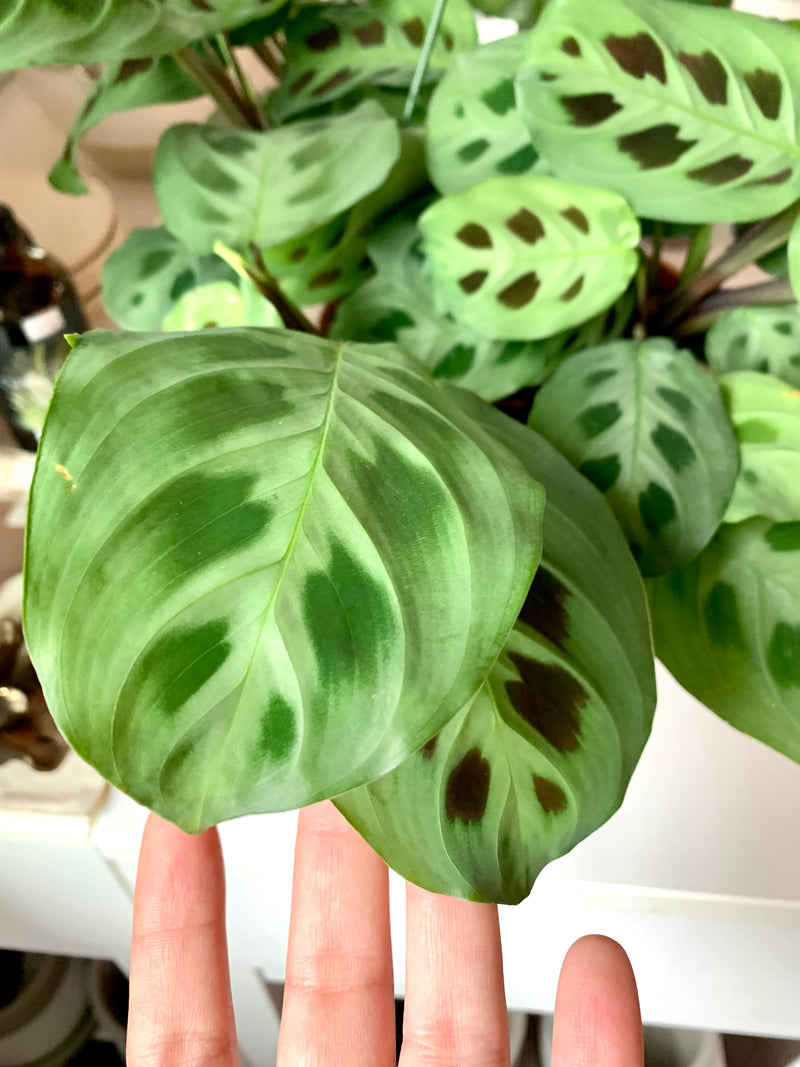 Maranta Green -Prayer Plant