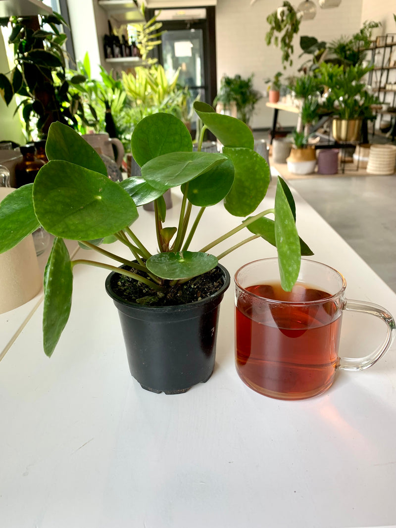 Pilea Peperemoide- Coin plant