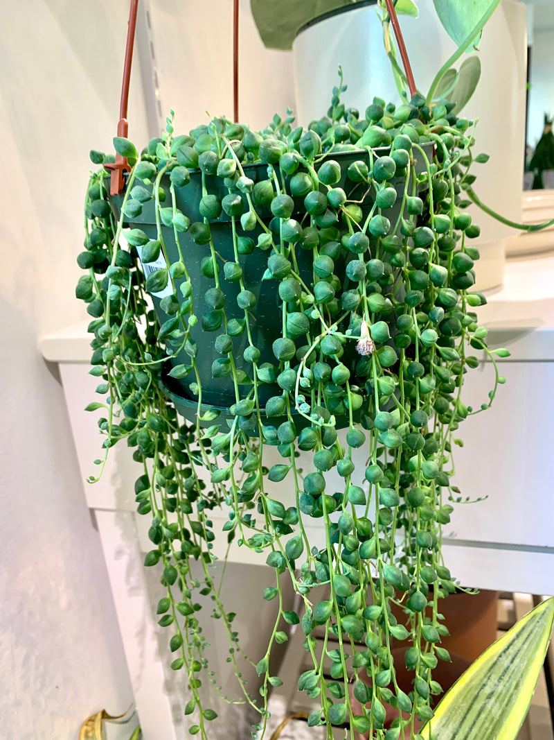 String of Pearls