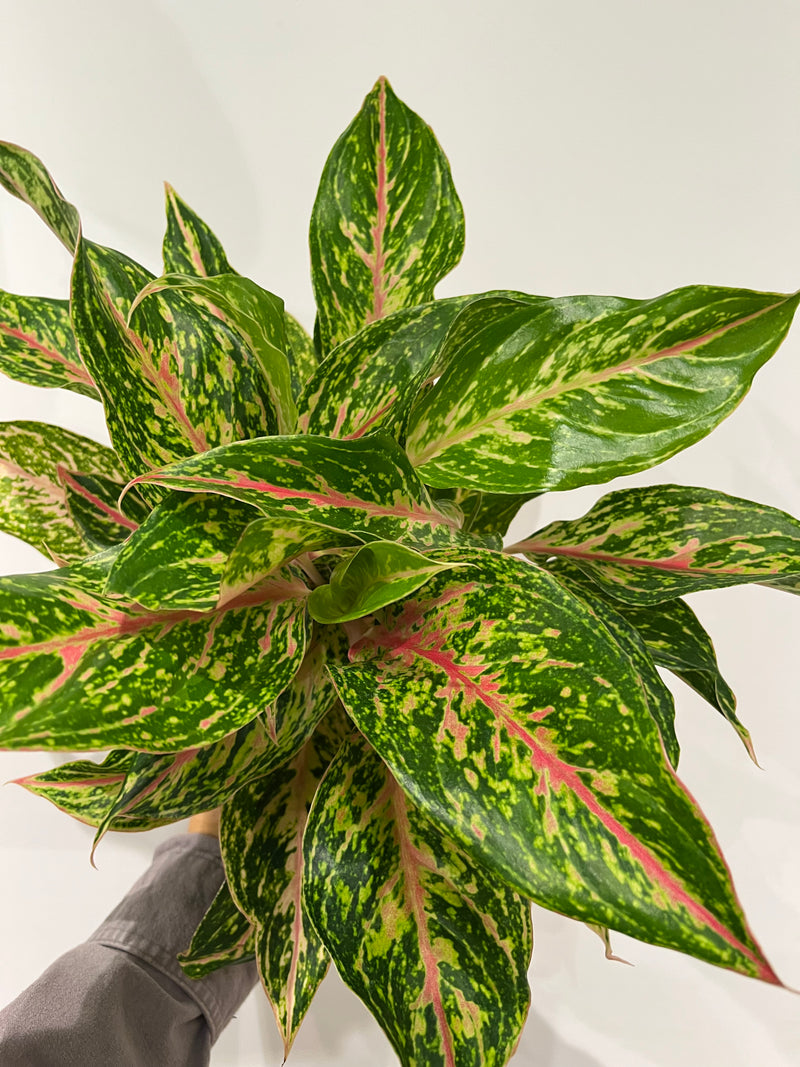 Aglaonema "Butterfly"