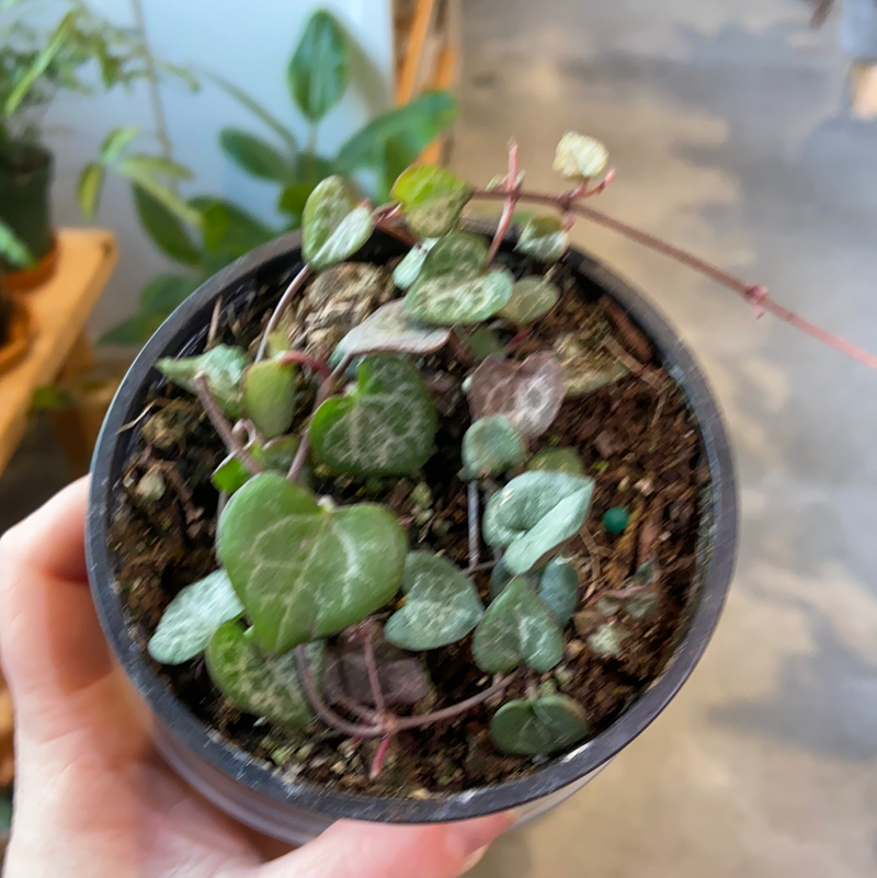 String of Hearts