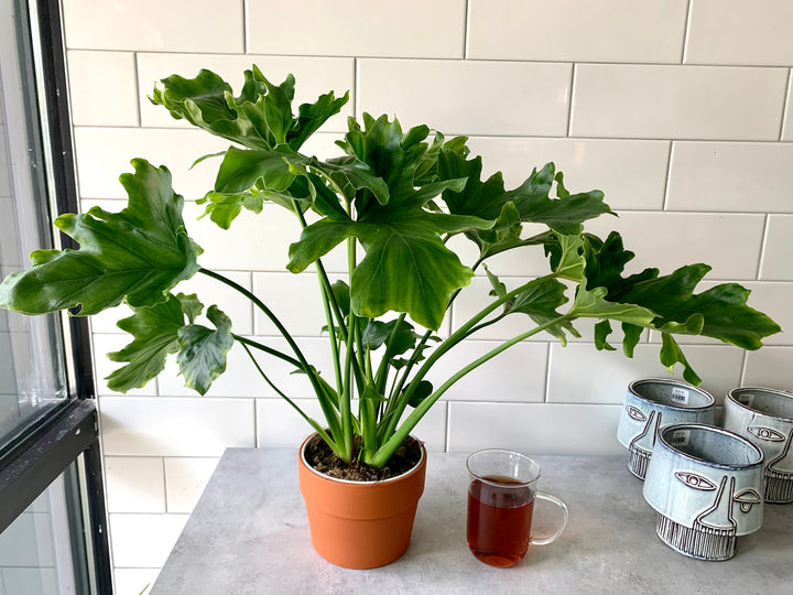 Philodendron Selloum |Lickety Split-Shangri La – Forget Me Not- Plants&Decor