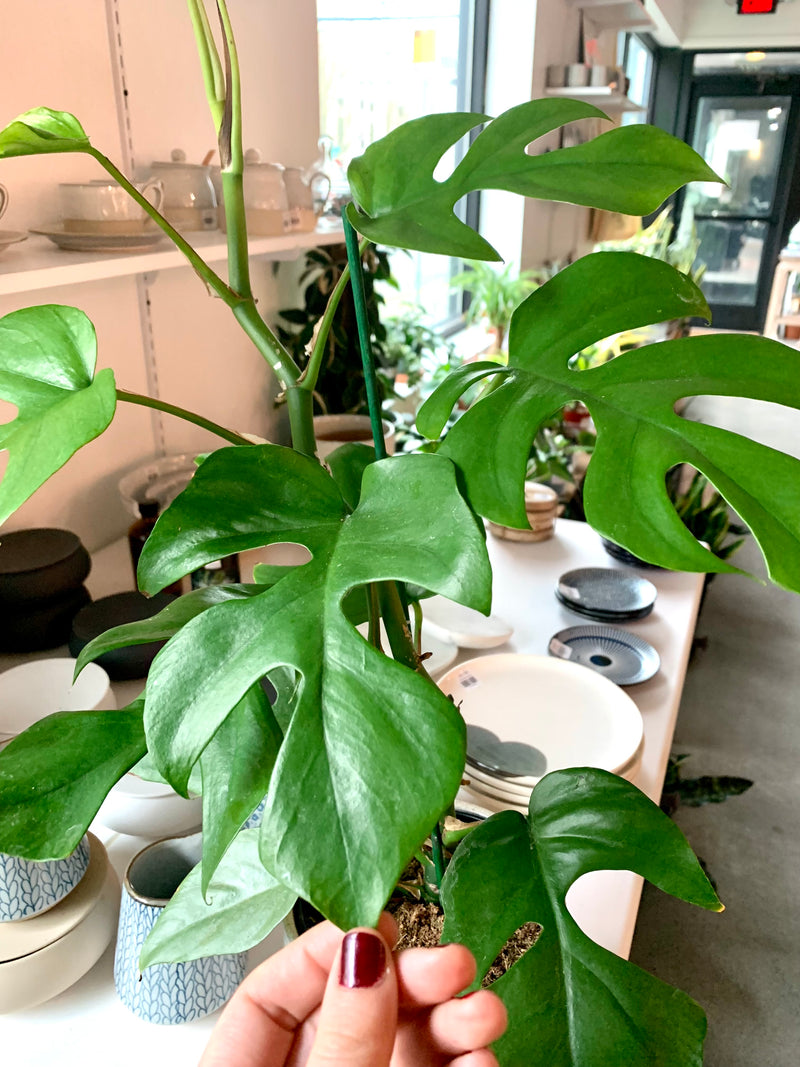 Rhapidophora Tetrasperma (Mini Monstera)