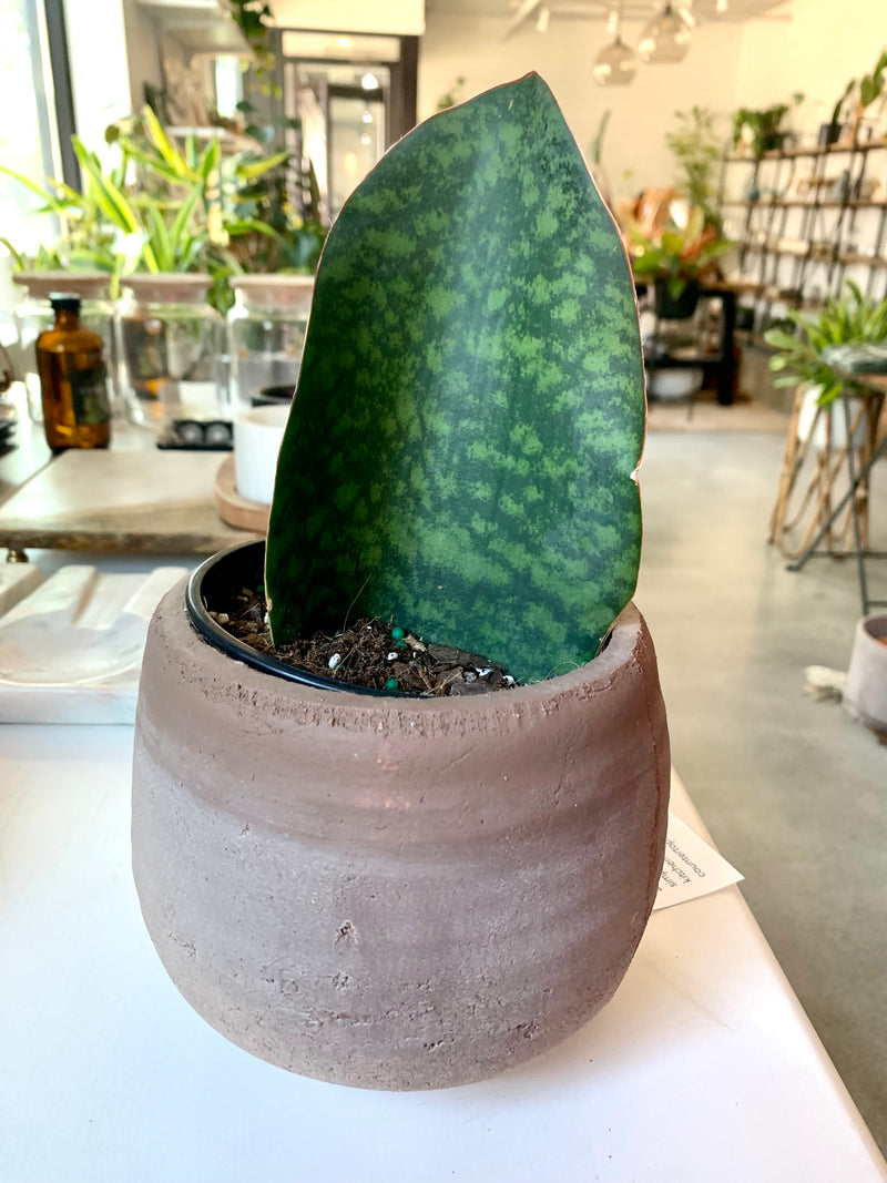 Sansevieria - Whale Fin