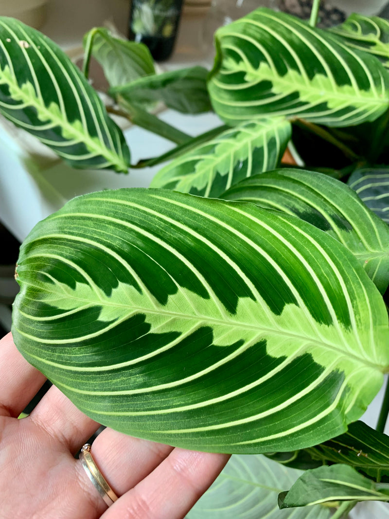 Maranta Lemon Lime -Prayer Plant