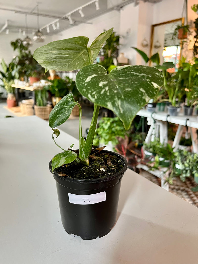 Monstera Thai Constellation