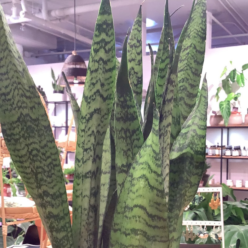 Sansevieria Zeylanica