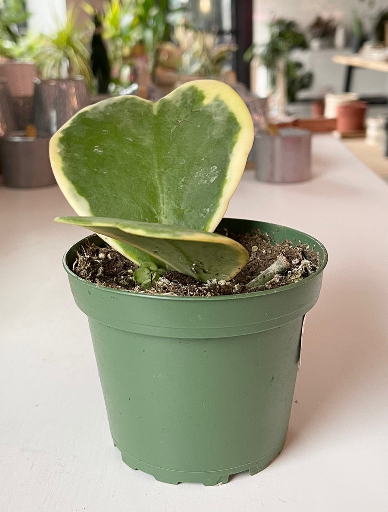 Hoya Kerri | Varigated