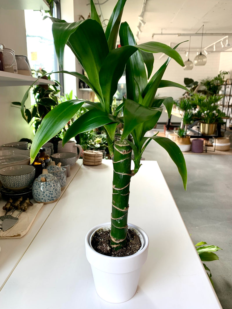 Dracaena Elegance Cane