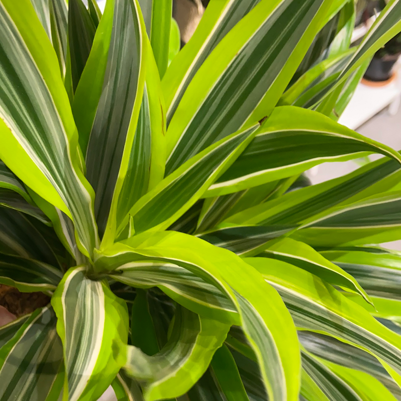 Dracaena lemon Lime