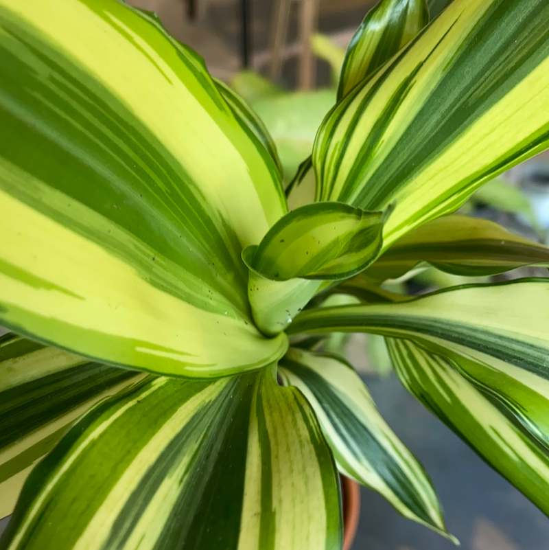 Dracaena Sted Sol Cane