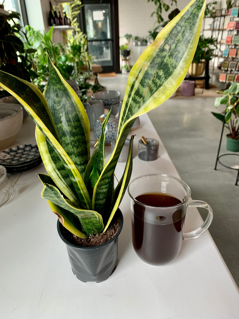 Sansevieria - Futura Superba