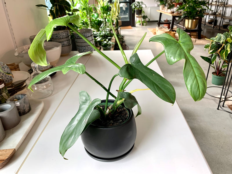 Philodendron Bipennifolium