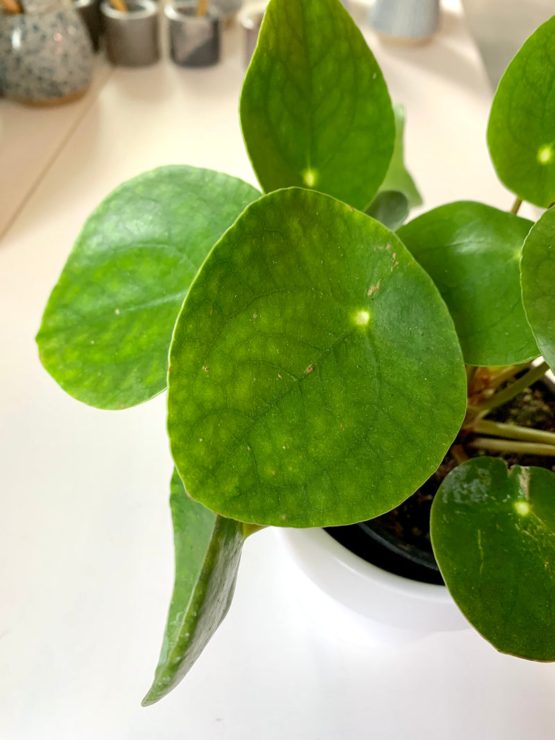 Pilea Peperemoide- Coin plant