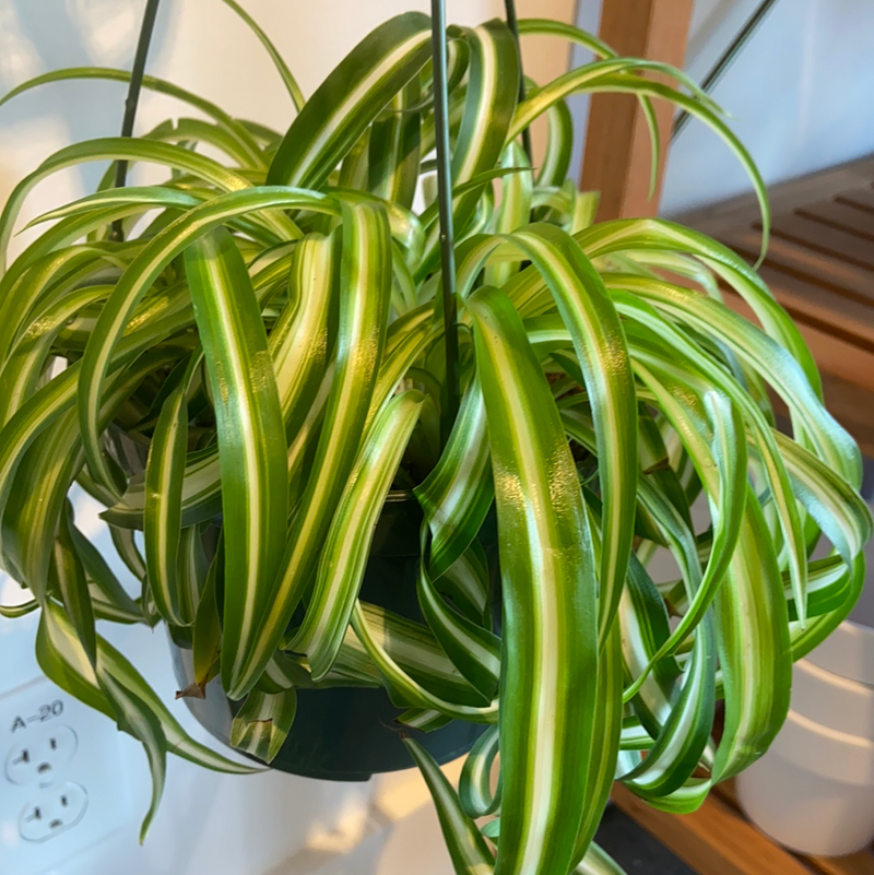 Spider Plant Bonnie