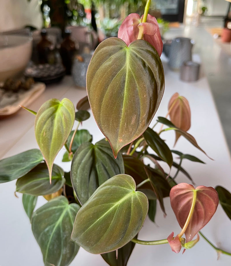 Philodendron Micans