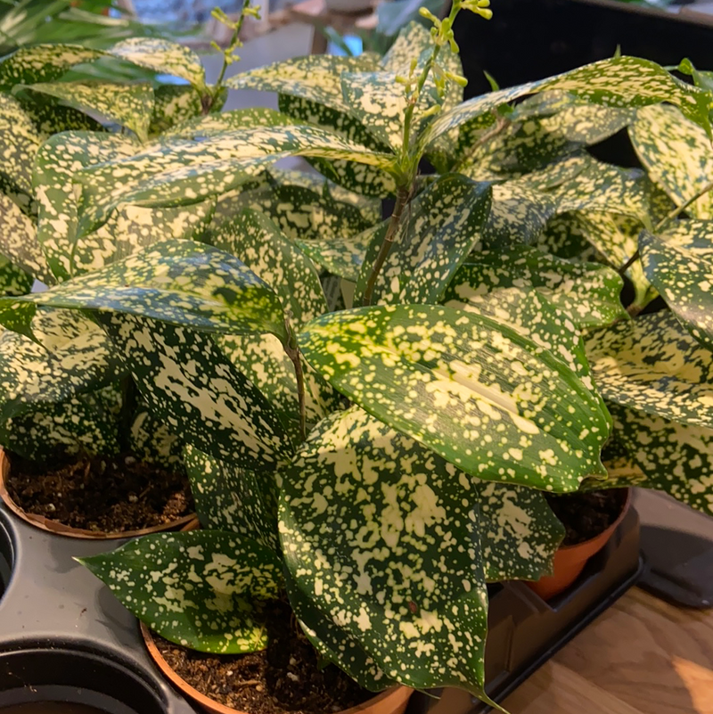 Dracaena | Gold Dust
