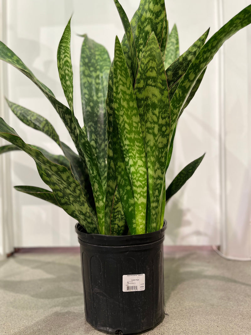 Sanseveria Jaboa