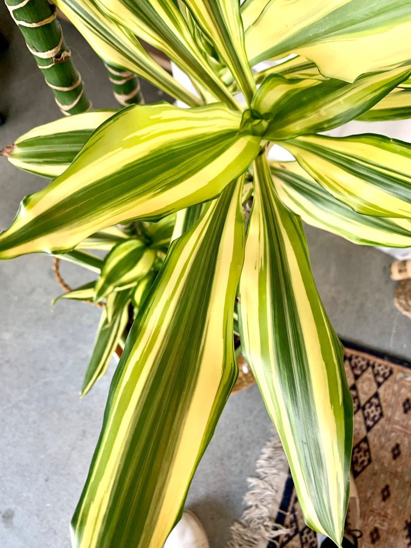 Dracaena Sted Sol Cane