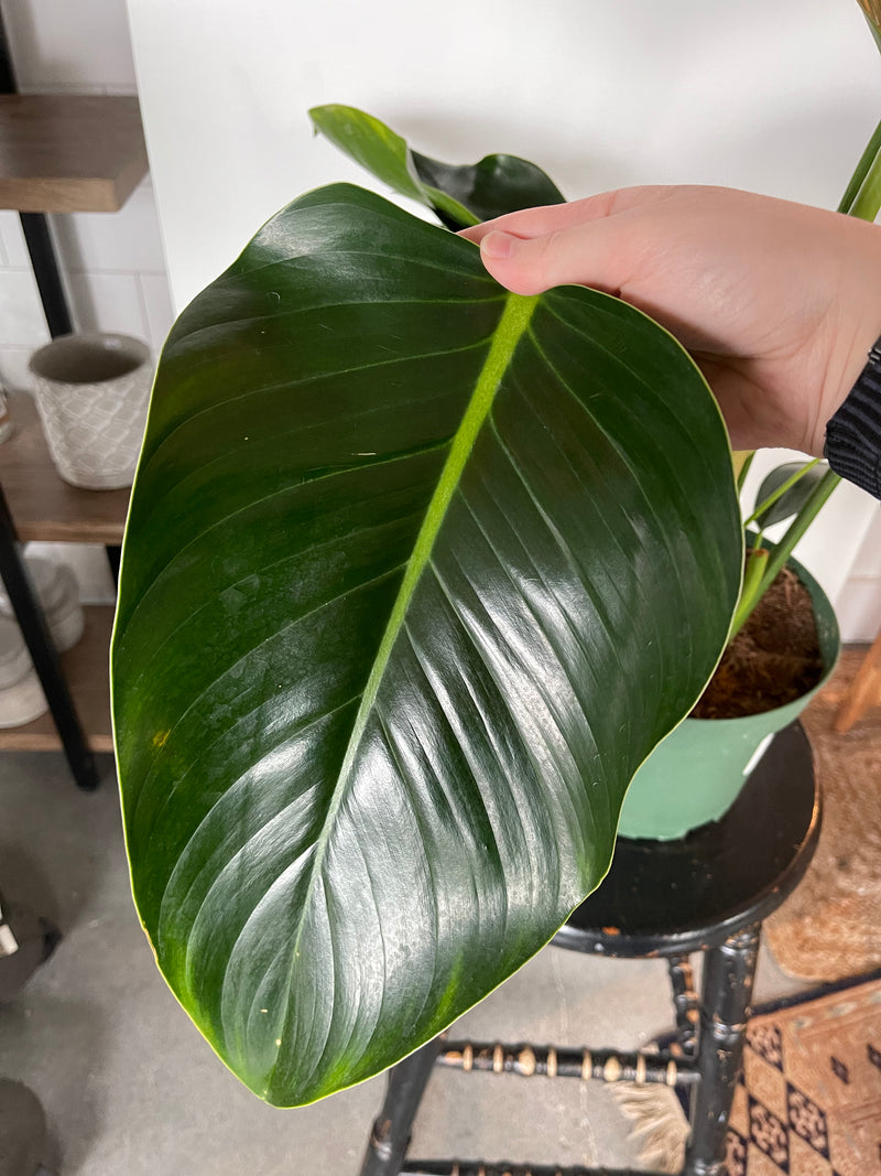 Philodendron Congo Green