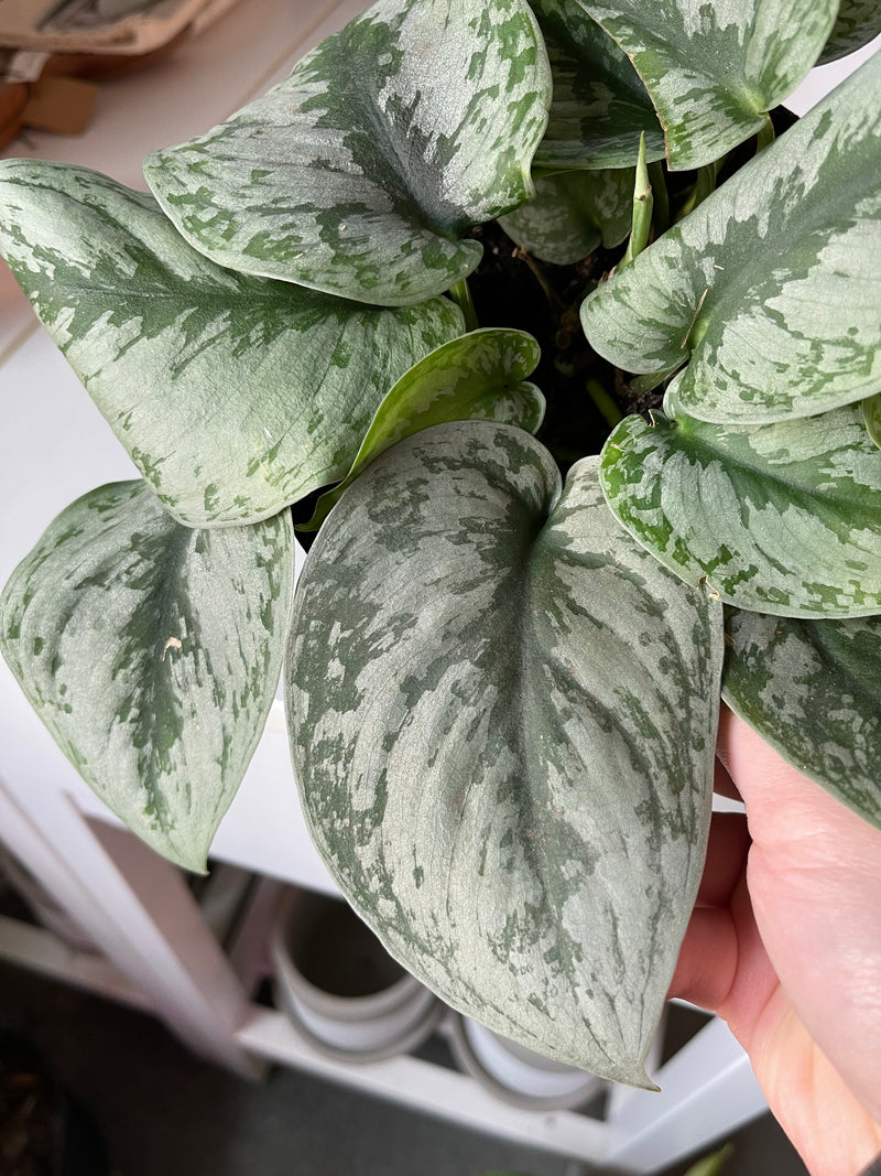 Scindapsus Pictus Exotica- Pothos Satin