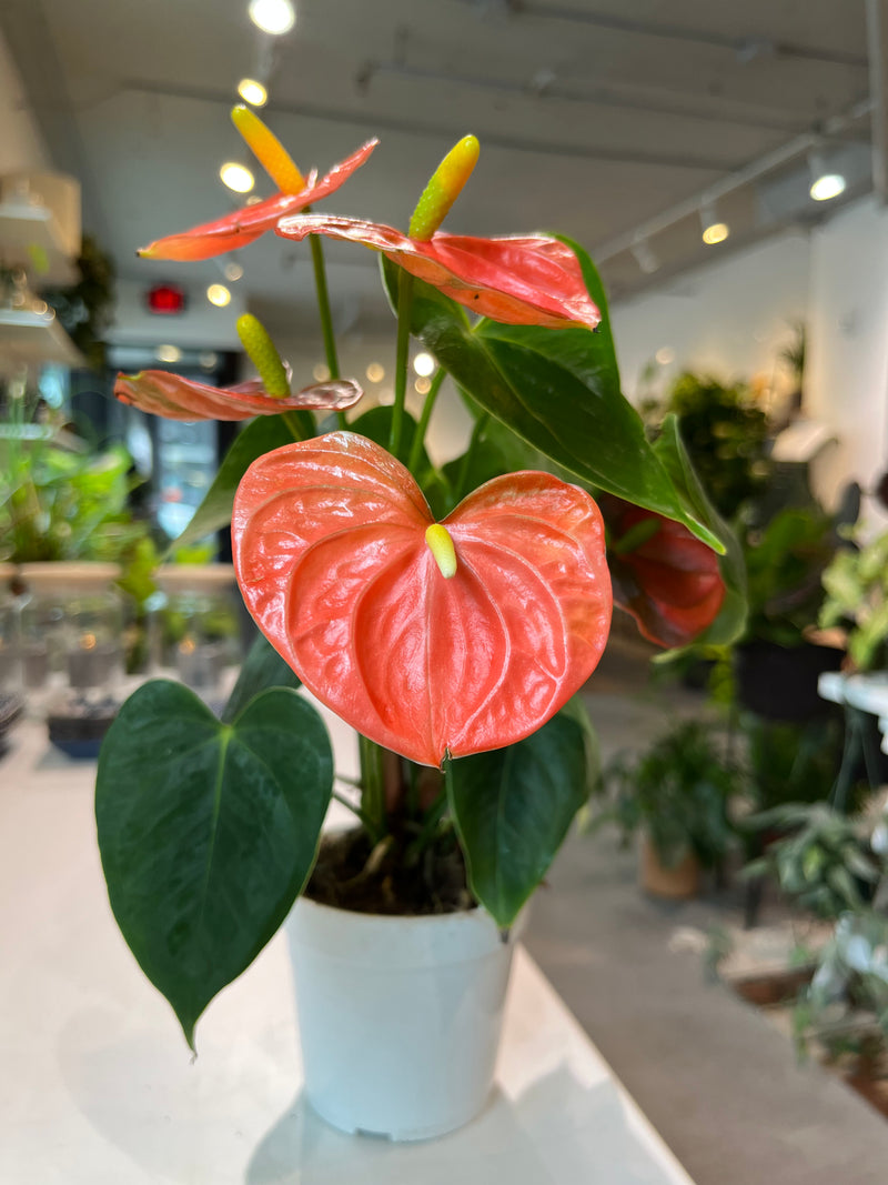 Anthurium Flower