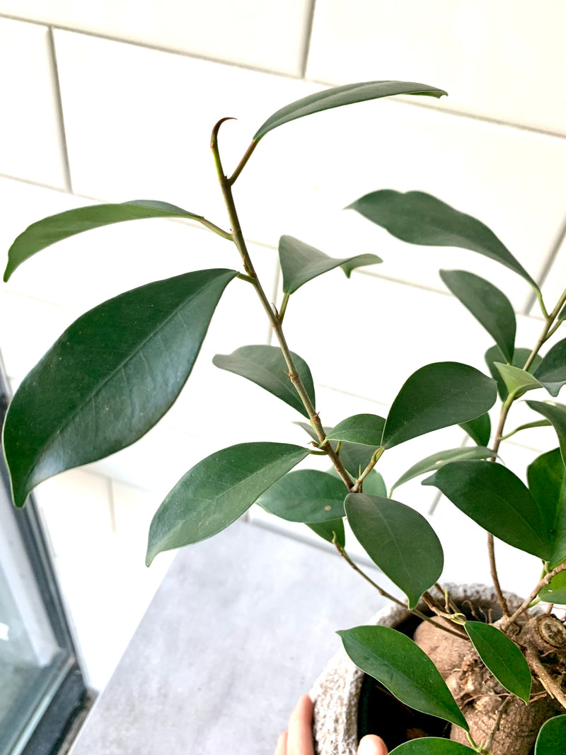 Ficus Ginseng (Bonsai)