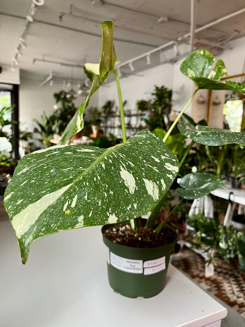 Monstera Thai Constellation