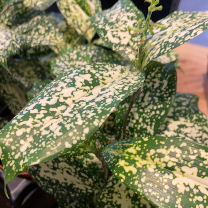 Dracaena | Gold Dust