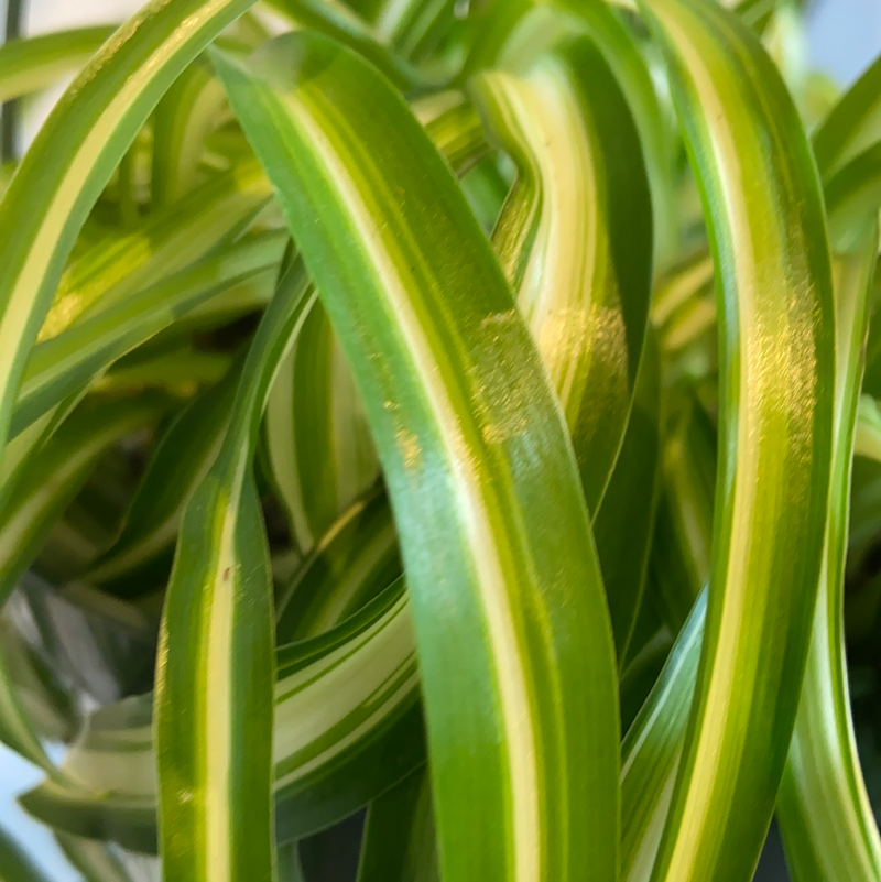 Spider Plant Bonnie