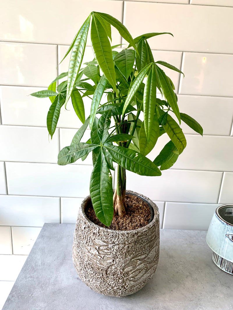 money tree seattle Money Tree – Forget Me Not- Plants&Decor